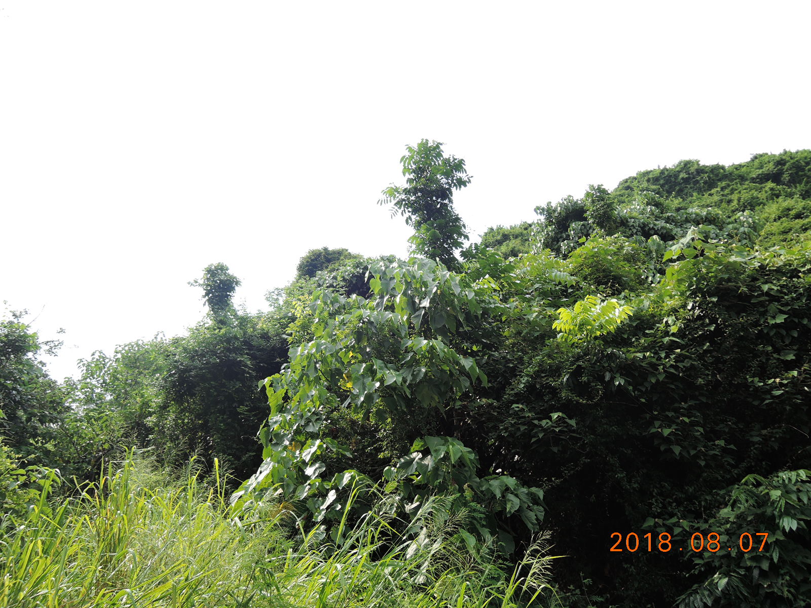 高雄市 旗山區